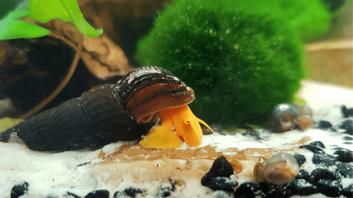 Rabbit Snails are unlike any other aquarium snail, with a long conical shell, a bright orange body and a trunk like an elephant
