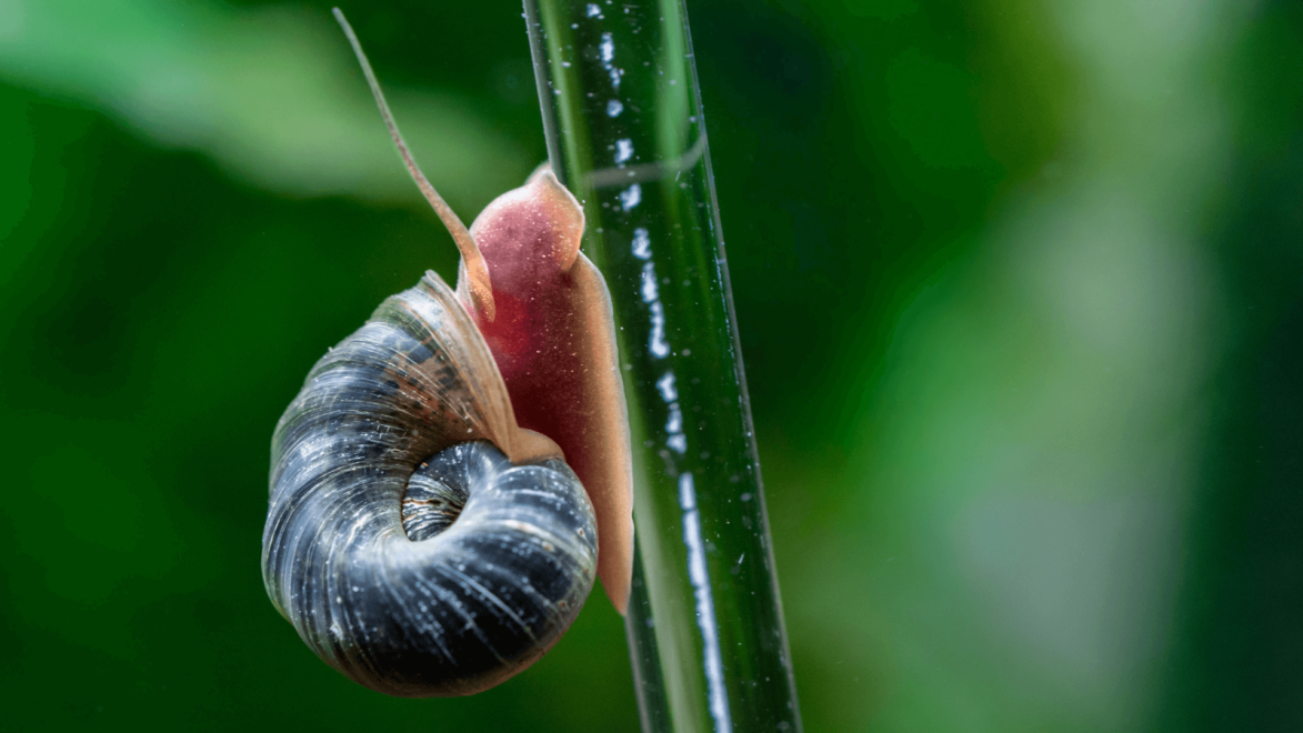 Ramshorn Snails are small but beautiful, with shells shaped like a ram's horn