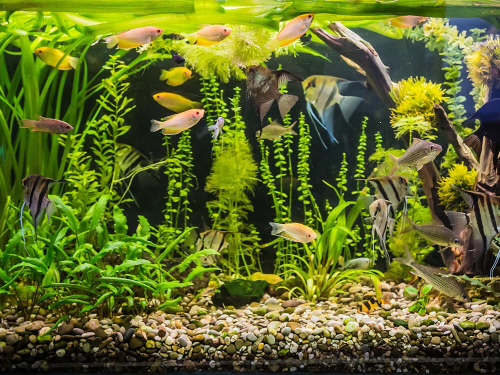 Black Matte Fish Tank BackgroundSimple Printing Wallpaper Aquarium Backdrop  Decorations PVC