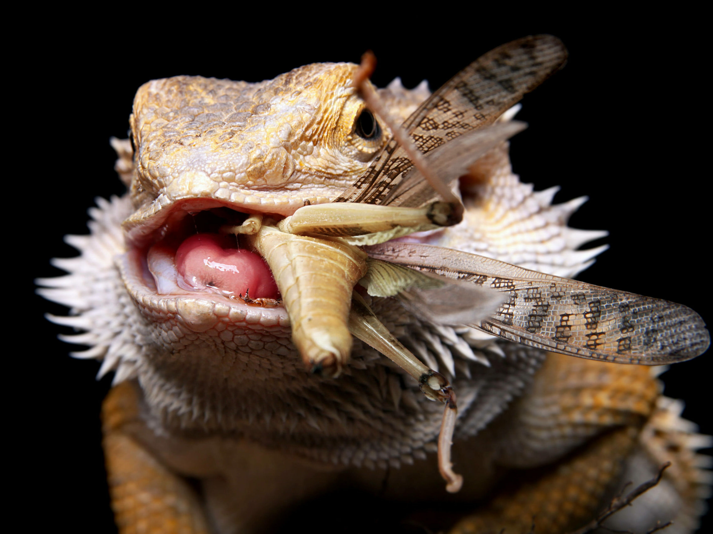 Why is my Bearded dragon not eating? - Help Guides