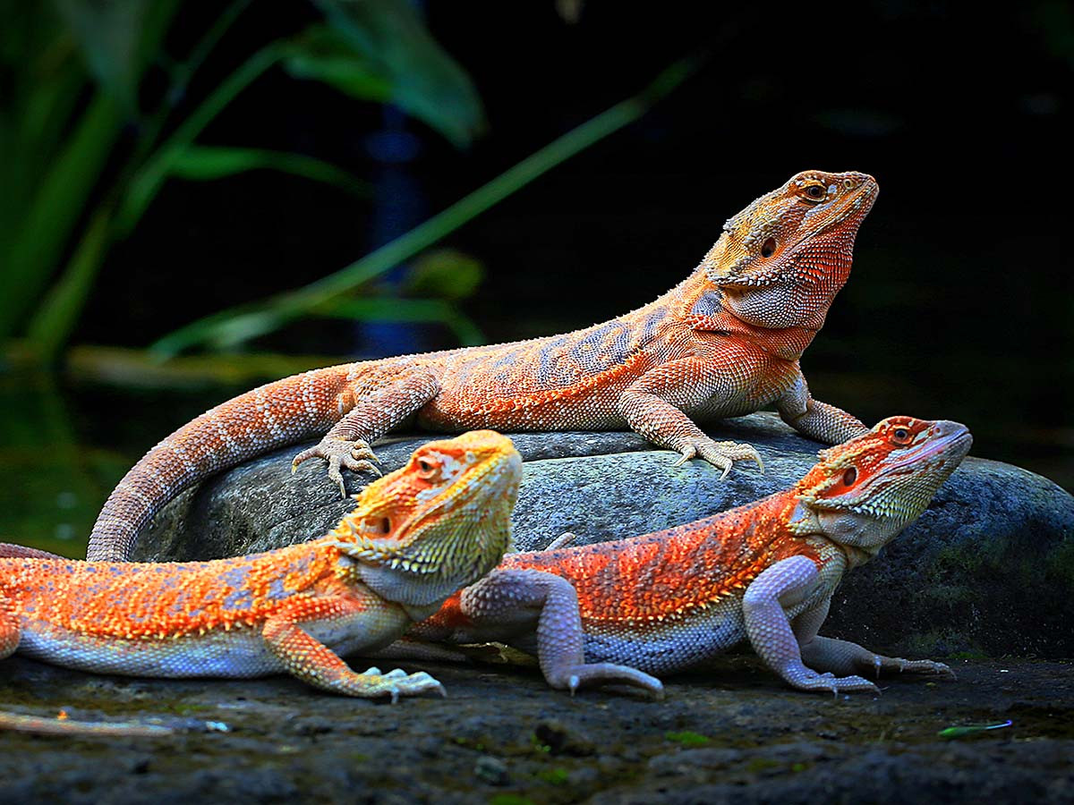 Bearded Dragon Care Guide - Tips, Supplies, and FAQs