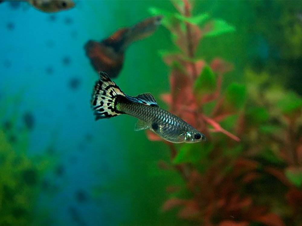How long are tropical fish pregnant for?  - Help Guides