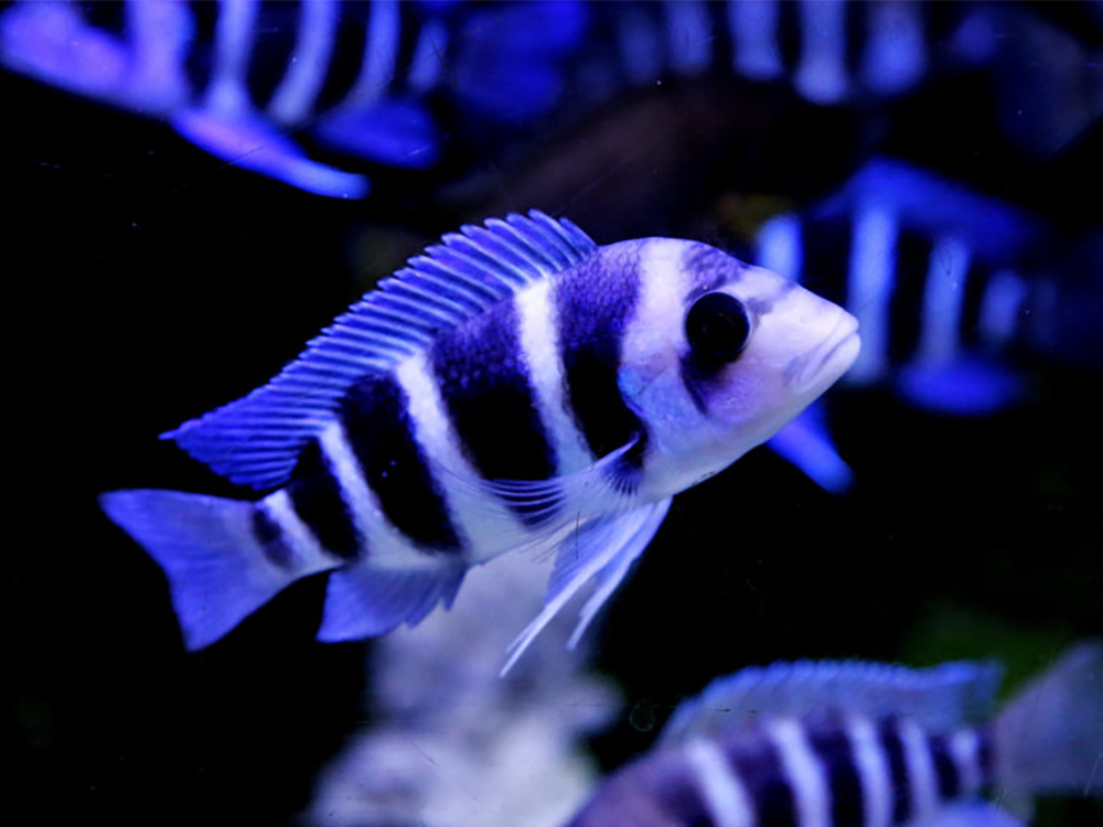 Aquarium nitrate removers - how to get nitrates down in an aquarium - Help Guides