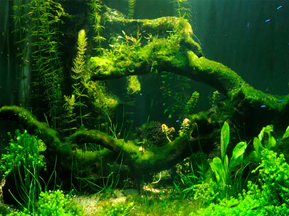 How to get rid of algae in an aquarium  - Help Guides