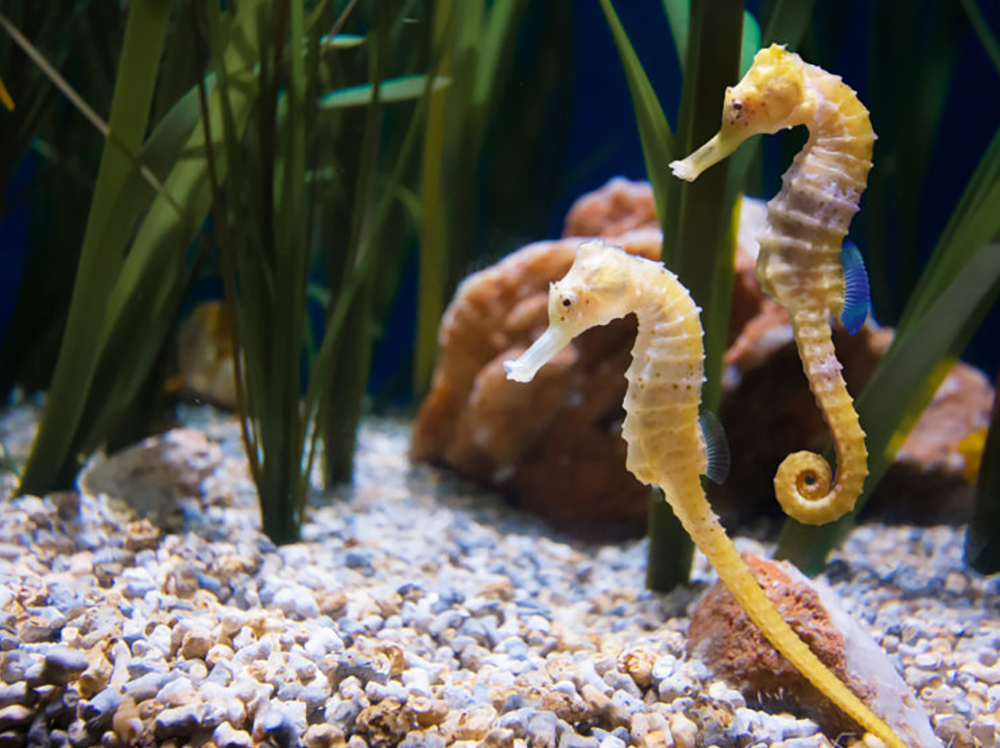 How to keep seahorses  - Help Guides