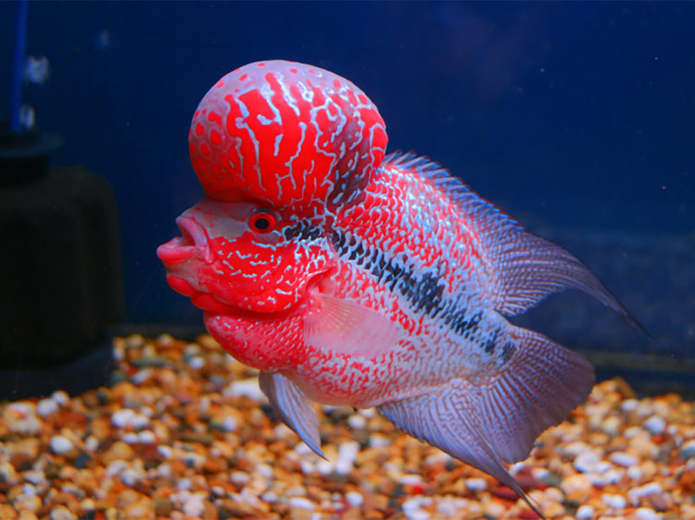 What are Flowerhorn cichlids?  - Help Guides