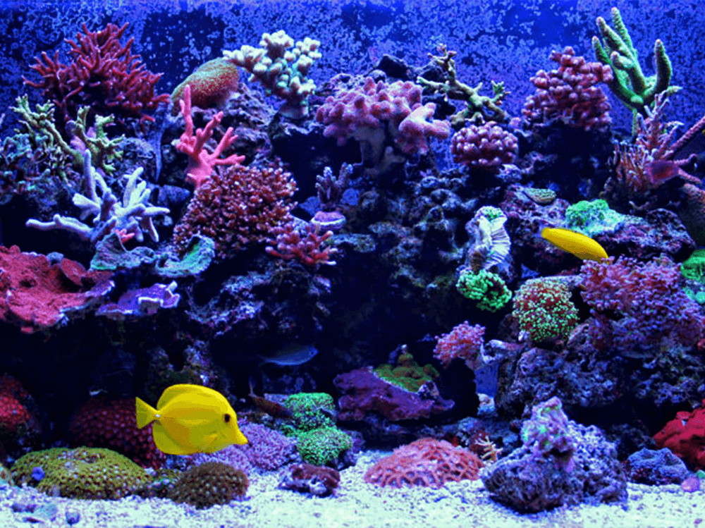 How to get rid of brown algae in a reef tank - Help Guides