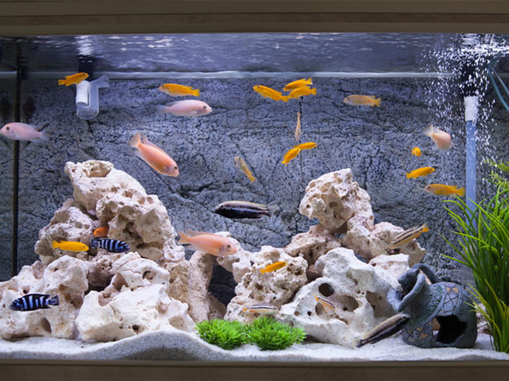 What gravel do I need for my fish tank?  - Help Guides