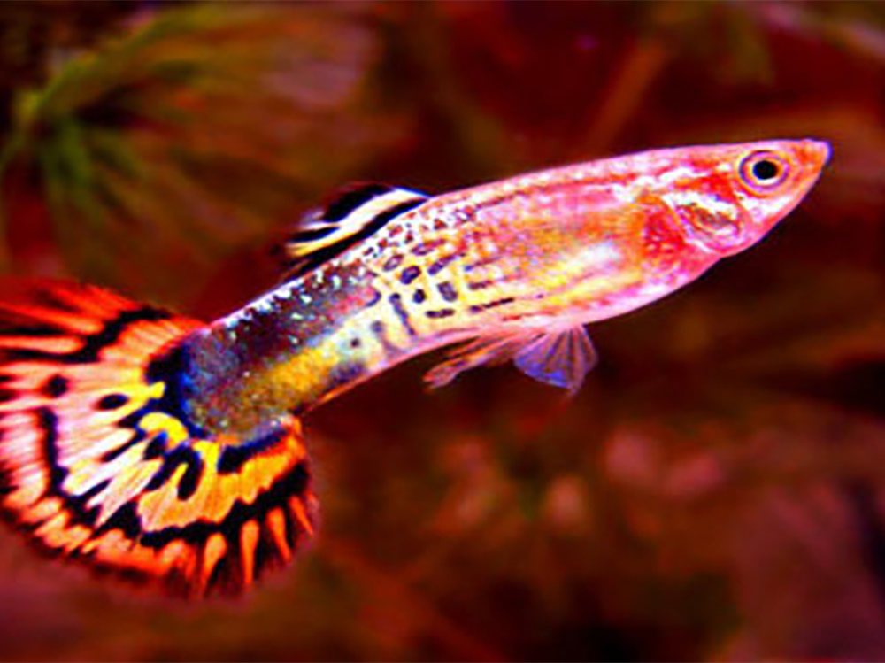 What you need to know about livebearers  - Help Guides