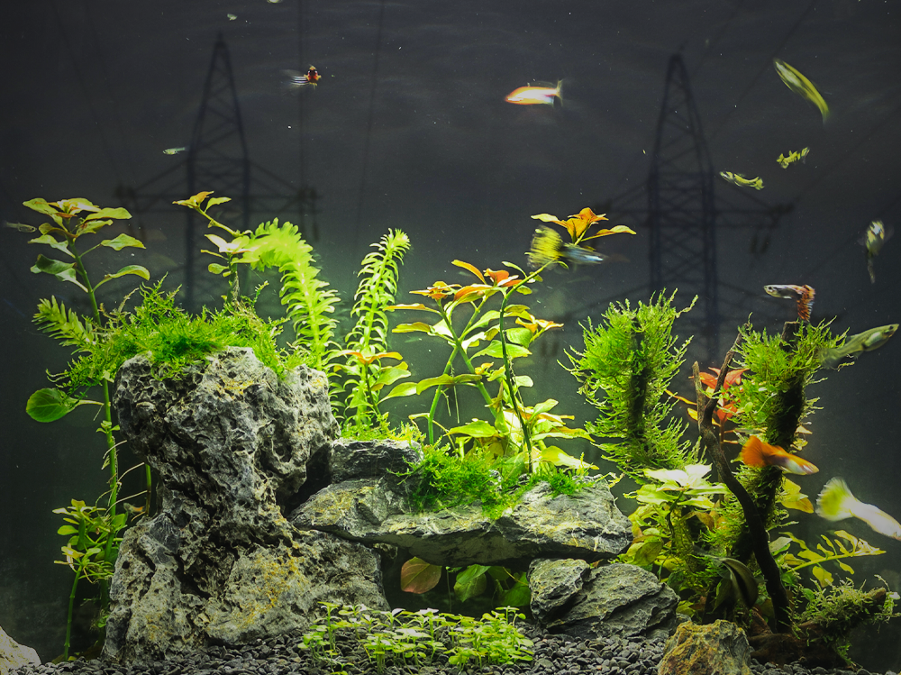 How much electricity does an aquarium use?  - Help Guides